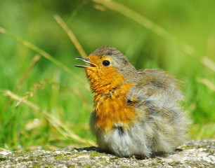 Robin bird fledgling