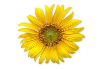 Fototapeta premium Sunflower over orange background