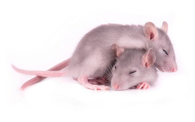 Picture of two tired rats sleeping on white background (1 month)