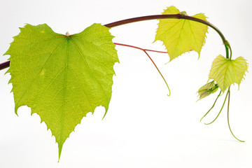 foglia di uva