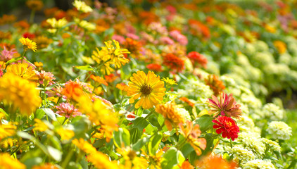 colorful flowers in the garden