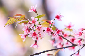 Beautiful thai sakura in winter