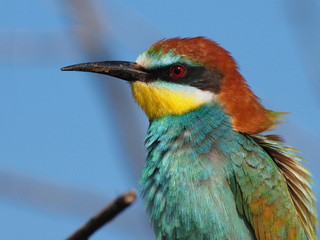 European bee-eater, Merops apiaster