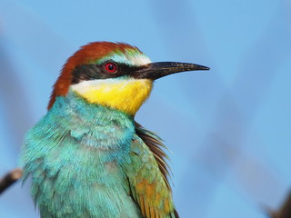 European bee-eater, Merops apiaster