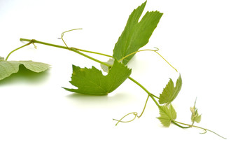 Zarte Weinblätter
