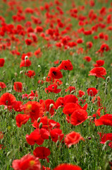 Poppy field