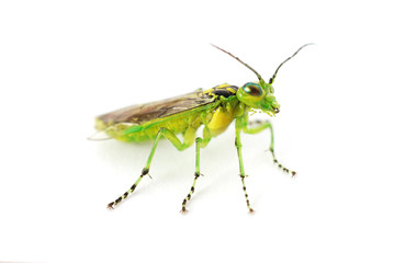 green bug
