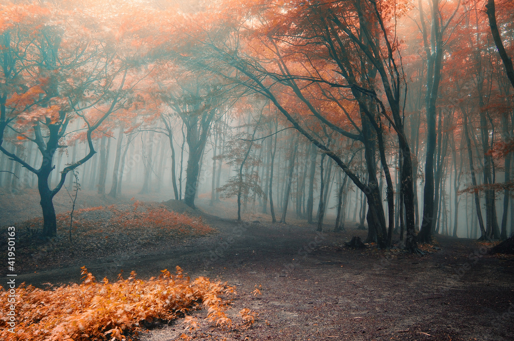 Wall mural trees with red leafs in a forest with fog