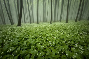 Foto auf Alu-Dibond blooming forest with fog and flowers on the ground © andreiuc88