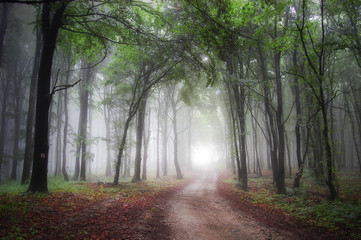 light at the end of a road through a green forest with fog