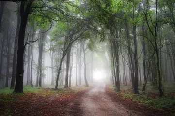 Foto op Plexiglas licht aan het einde van een weg door een groen bos met mist © andreiuc88
