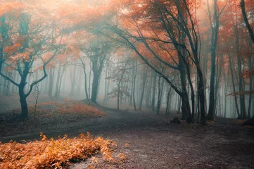 Foto auf Acrylglas Landschaften Bäume mit roten Blättern in einem Wald mit Nebel