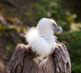 black vulture in city zoo