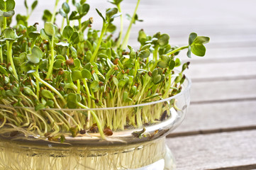 Pousses de graines germées bio