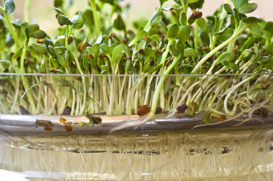 Pousses de graines germ&eacute;es bio