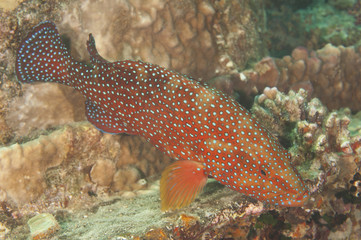 Coral grouper on a coral reef