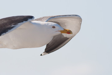 Lesser Black-backed Gull in flight