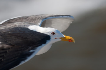 Fototapeta premium Lesser Black-backed Gull in flight