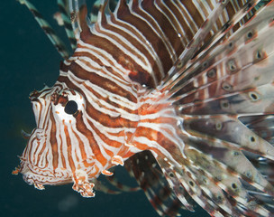Fototapeta na wymiar Detal z czerwonego morza lionfish