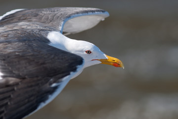 Close up of a gull in flight