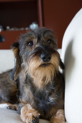 Luce cane bassotto sul divano di casa