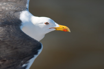 Lesser Black-backed Gull in flight