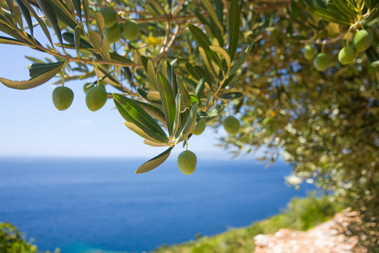 a olive tree on the sea background