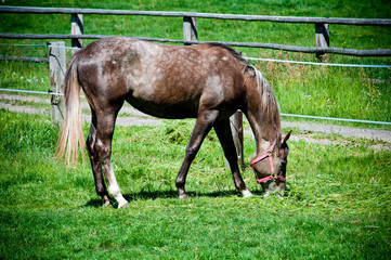 Naklejka na ściany i meble beauty horse on the green grass pasture