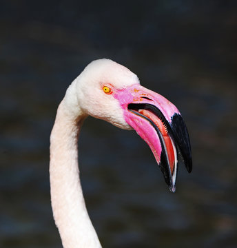 Flamingo nib detail