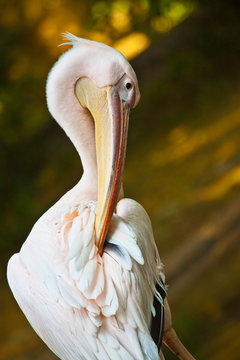 Rosapelikan (Pelecanus Onocrotalus)