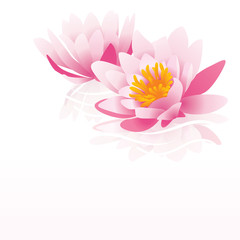 pink water lily vector illustration on white background