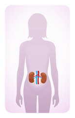 kidneys highlighted on the silhouette of a woman