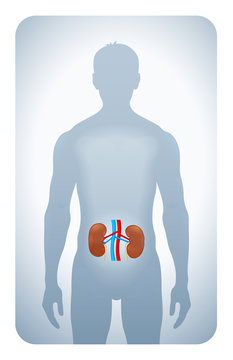 kidneys highlighted on the silhouette of a man