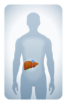 liver highlighted on the silhouette of a man