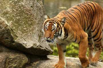Weinender Tiger