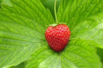 strawberry