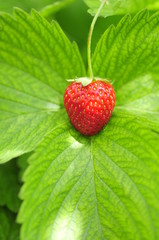 strawberry