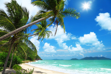 Coconut palms and beach in Thailand