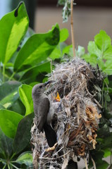 Female Sunbird feeding her newborn chicks in nest