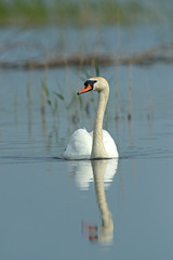 Whooper Swan flying over wetlands