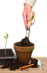 Hand transplanting seedling