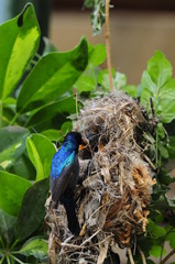 Male Sunbird feeding his newborn chicks in nest