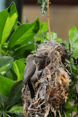 Female Sunbird feeding her newborn chicks in nest