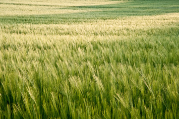 Beautiful field of fresh growth agrucultiral wheat