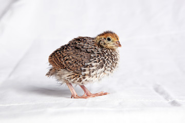 Quail chick two weeksd old