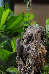 Female Sunbird feeding her newborn chicks in nest