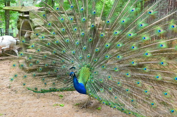 Obraz premium blauer pfau