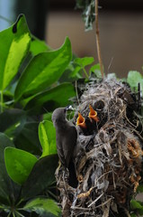 Female Sunbird feeding her newborn chicks in nest