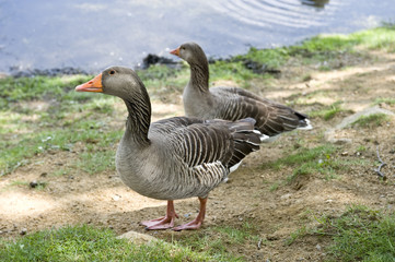 Geese