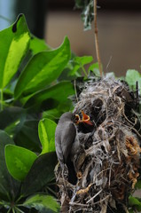 Female Sunbird feeding her newborn chicks in nest